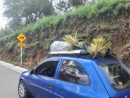 Capturan a un hombre que extrajo frailejones en el Parque Natural Los Nevados en Tolima