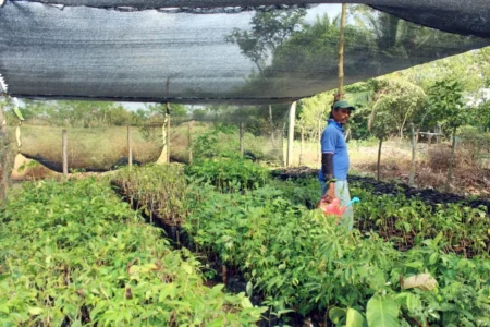 La Mojana avanza hacia la transformación agroindustrial de cultivos de arroz y maíz