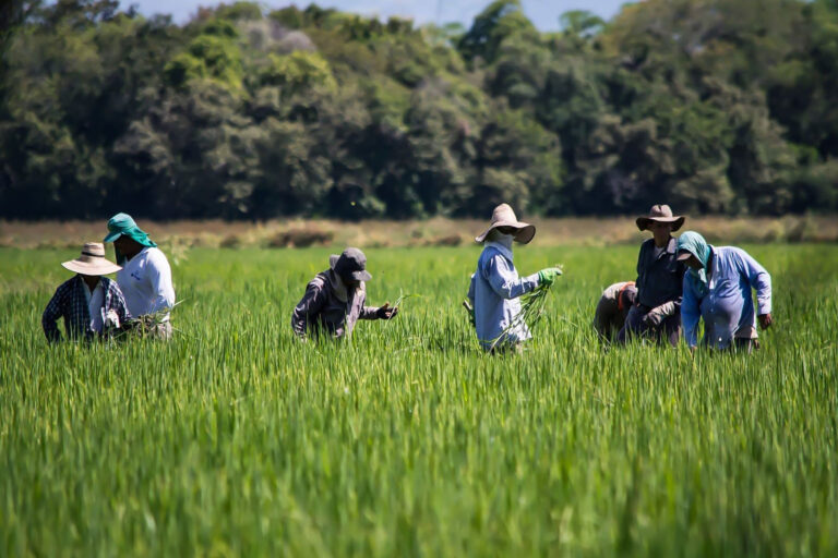 Junta directiva de Fedearroz, considera que el país no puede pasar más tiempo en esta situación