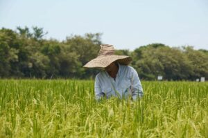 FEDEARROZ SOLICITA MEDIDAS URGENTES PARA PROTEGER LA PRODUCCIÓN ARROCERA FRENTE A IMPORTACIONES DE ECUADOR