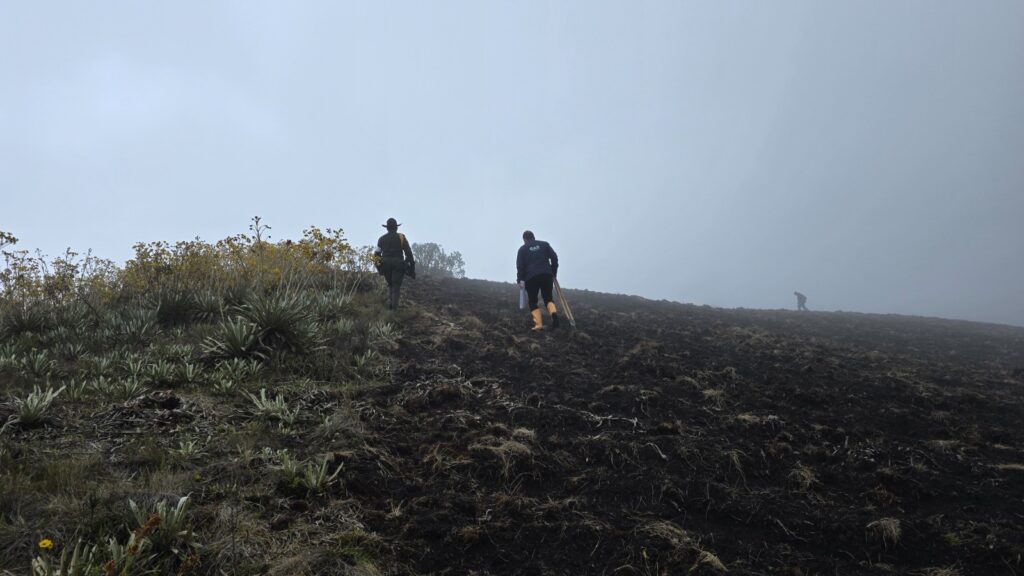 La CAR impone sanción por masacre de frailejones en Boyacá La CAR impone sanción por masacre de frailejones en Boyacá