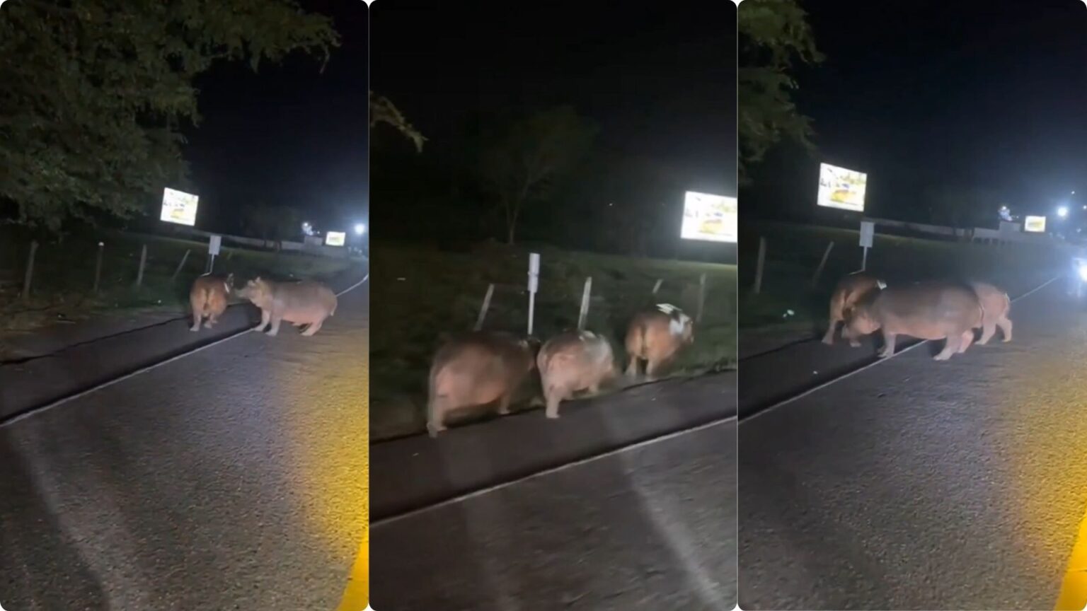 Conductores reportan riesgo en la vía Medellín - Puerto Triunfo, por Hipopótamos