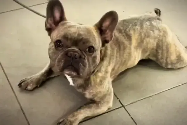 Robaron un carro con un perro adentro en la localidad de Engativá, en Bogotá: Policía los recuperó en tiempo récord cerca del aeropuerto El Dorado
